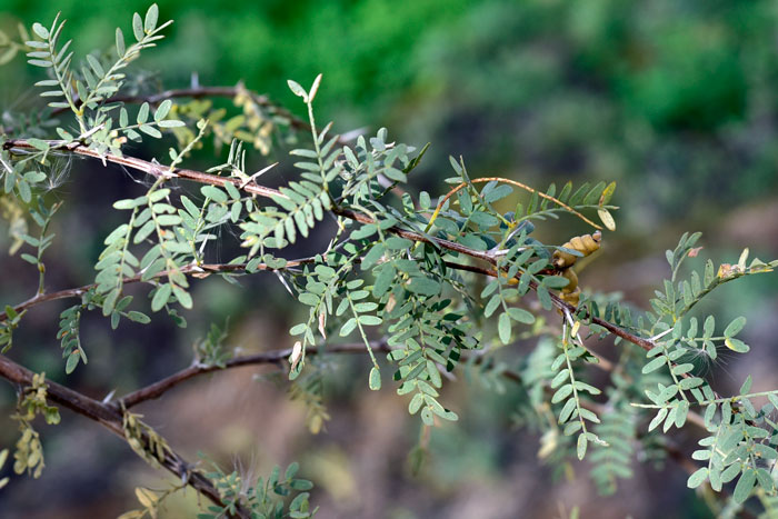 Screw Bean Mesquite has deciduous green leaves with short hairs (pubescent); the leaves are pinnately compound. Prosopis pubescens